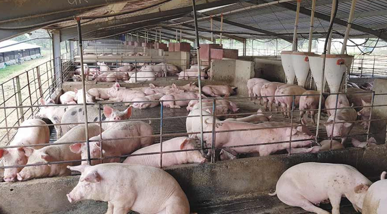 养猪场废水处理流程及排放标准-乐中环保