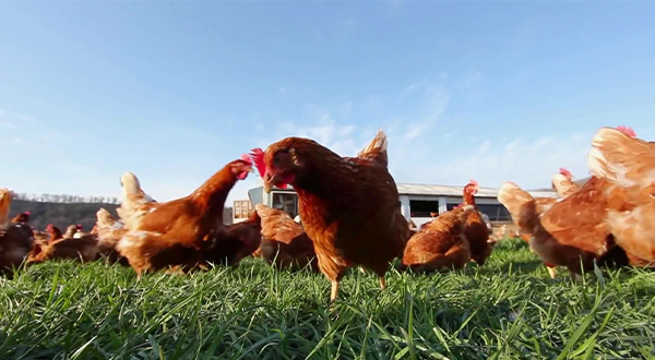 邯郸蛋鸡养鸡场废水处理方法经验分享-污水处理流程-乐中环保