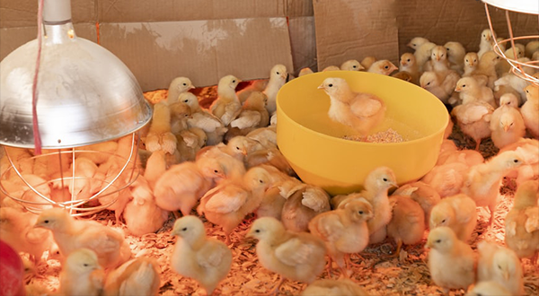 鸡肉加工屠宰废水处理方法-污水处理工艺-乐中环保