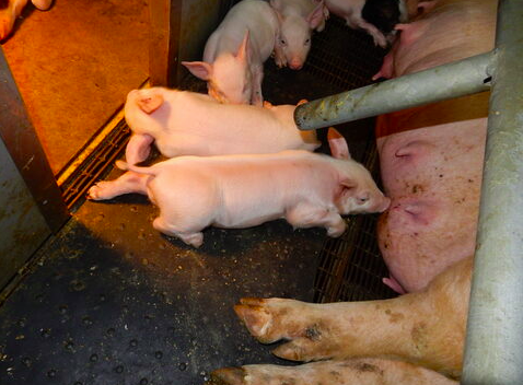 养猪场污水怎么处理比较好，养猪场污水处理方法详解