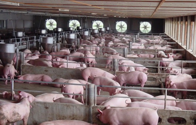 100多头猪养殖废水处理方法，用这两种方法投入低、轻松达标！
