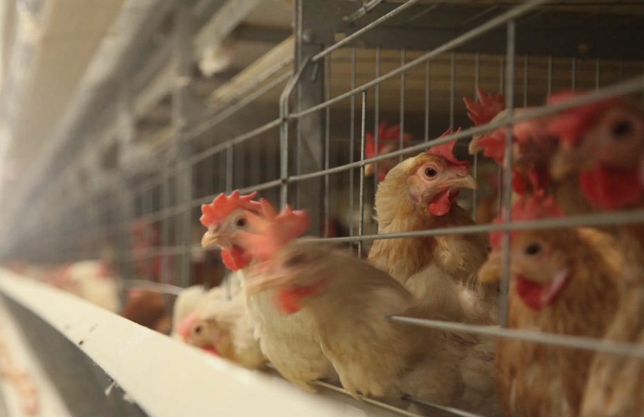 养鸡|养鸡场污水处理方案|方法|工艺流程-乐中环保