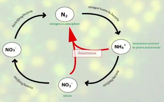 氨氧化细菌有什么作用（氨化细菌作用是什么）