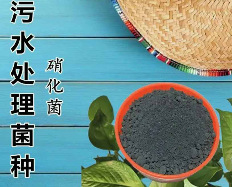 污水处理微生物菌种的作用(微生物菌种) 污水处理微生物菌种的作用(微生物菌种)