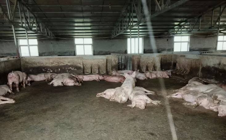 养猪场废水处理设备有哪些(养猪场污水处理厂家分享) 养猪场废水处理设备有哪些(养猪场污水处理厂家分享)
