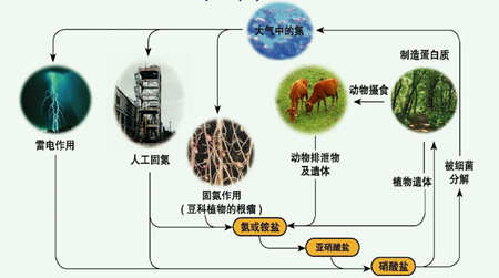 有机氮怎么转化为氨氮方法（氨氮是有机氮还是无机氮）