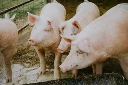 农村生猪|养猪污水怎么处理（养猪场污水处理工艺流程图）