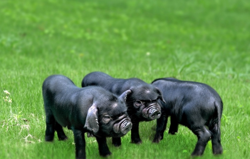 黑猪养殖废水处理设备厂家-乐中环保