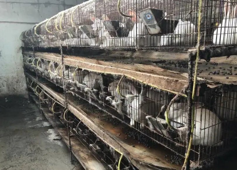 荷兰兔养殖兴水处置配置装备部署厂家